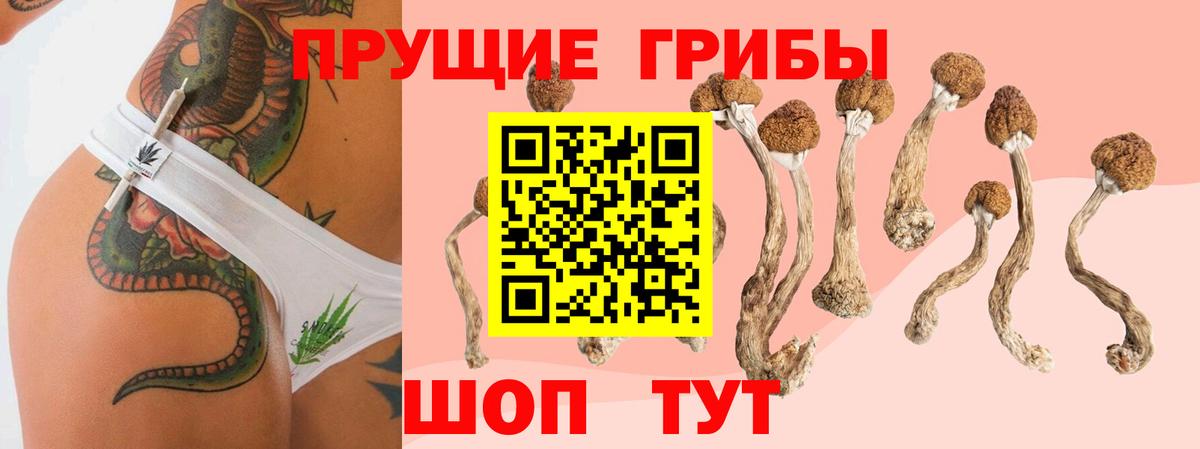 Псилоцибиновые грибы Psilocybine cubensis Аргун